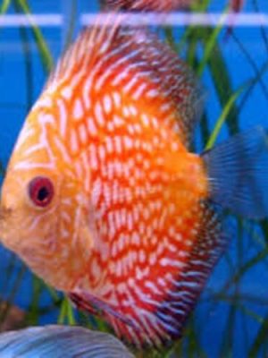 Acara Disco Pigeon Blood 6-9cm