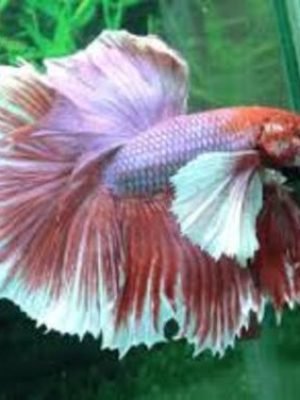 Betta Macho Dumbo 3-5cm