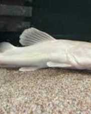 Pirarara leucistica 20-25cm