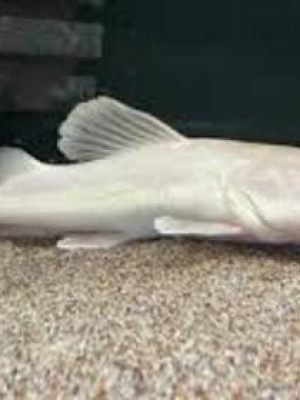 Pirarara leucistica 20-25cm