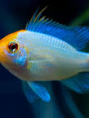 Ramirezi Eletric Blue Koi 2-4cm