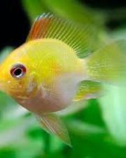 Ramirezi Gold Balão 2-4cm