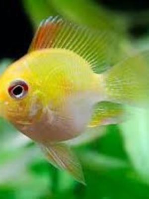 Ramirezi Gold Balão 2-4cm