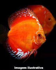 Acara Disco Red Malboro 6-9cm Acara Disco Red Malboro 6-9cm