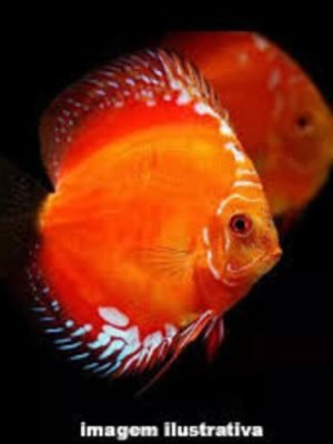 Acara Disco Red Malboro 6-9cm