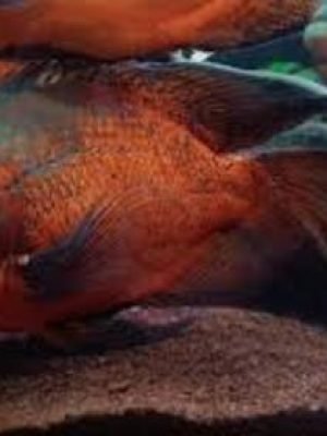 Oscar Bronze Veu 9-12cm