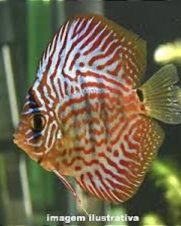 Acara Disco Red Map 6-9cm Acara Disco Red Map 6-9cm