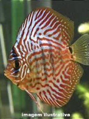 Acara Disco Red Map 6-9cm