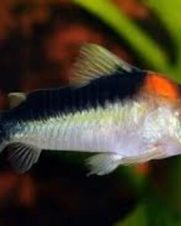 Corydora Adolfoi 2-3cm Corydora Adolfoi 2-3cm