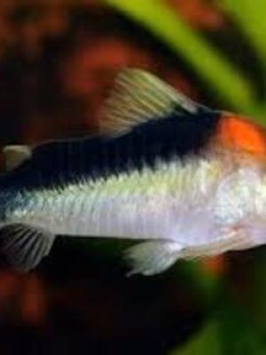 Corydora Adolfoi 2-3cm