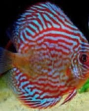 Acara Disco Red Turquesa 6-9cm