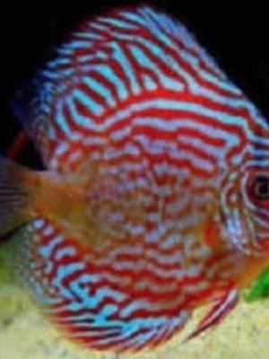 Acara Disco Red Turquesa 6-9cm