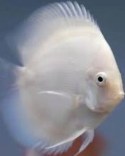 Acara Disco Snow White 6-9cm Acara Disco Snow White 6-9cm