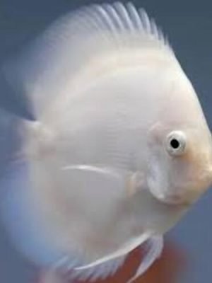 Acara Disco Snow White 6-9cm