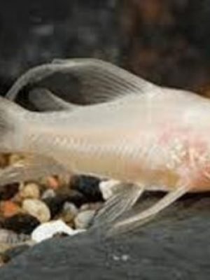 Corydora Albina Véu 2-3cm