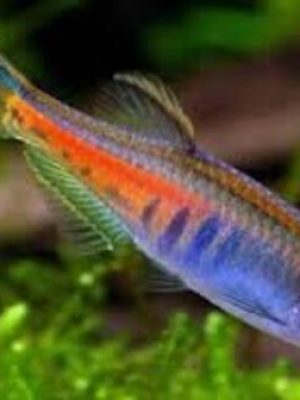 Danio Glowlight 2-3cm