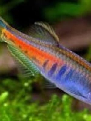 Danio Glowlight 2-3cm