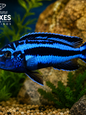 Auratus Azul 3-6cm