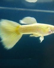 Lebiste Full Yellow Albino Casal 2-4cm Lebiste Full Yellow Albino Casal 2-4cm