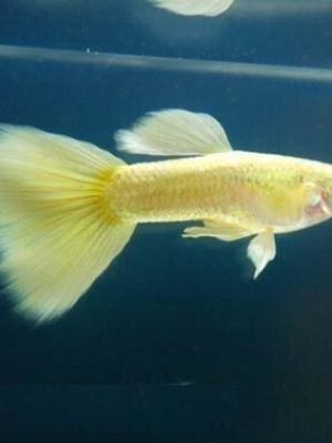 Lebiste Full Yellow Albino Casal 2-4cm
