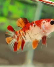Betta Koi Fêmea 2-4cm Betta Koi Fêmea 2-4cm