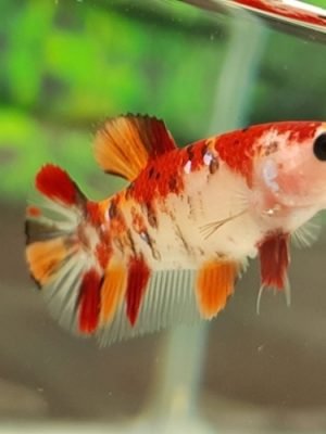 Betta Koi Fêmea 2-4cm