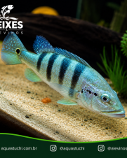 Tucunaré Azul 12-15cm