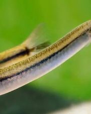 Cobrinha Kuhli Gold 3-6cm