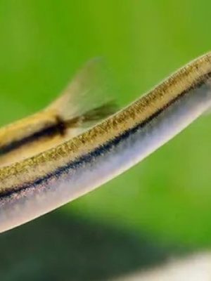 Cobrinha Kuhli Gold 3-6cm