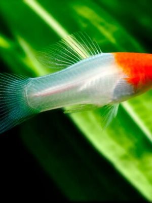 Espada Red Cap Albino 2-5cm