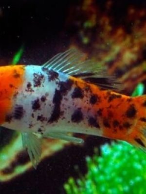 Espada Showa Tricolor 2-5cm