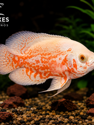 Oscar Red Tigre Albino 6-9cm