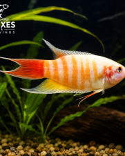 Paraíso Albino 3-6cm