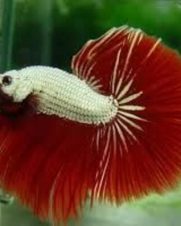 Betta Macho Red Dragon 2-4cm Betta Macho Red Dragon 2-4cm