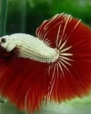 Betta Macho Red Dragon 2-4cm