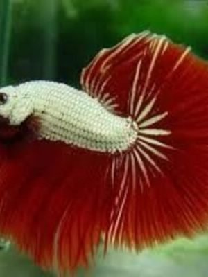 Betta Macho Red Dragon 3-6cm