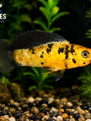 Molinesia Tigre 2-4cm
