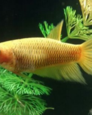 Betta Splendens Fêmea Amarela 2-3cm Betta Splendens Fêmea Amarela 2-3cm