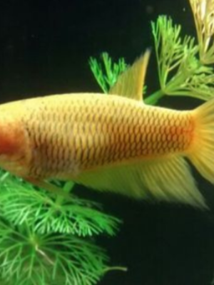 Betta Splendens Fêmea Amarela 2-3cm