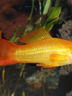 Espada Marigold 2-5cm