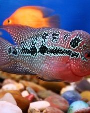Flower Horn Red Dragon 4-8cm