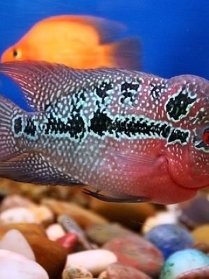 Flower Horn Red Dragon 6-9cm