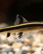 flying fox True 3-6cm