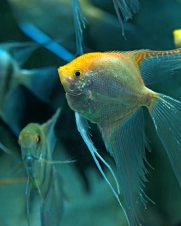 Acara Bandeira Gold Veú 3-4cm Acara Bandeira Gold Veú 3-4cm