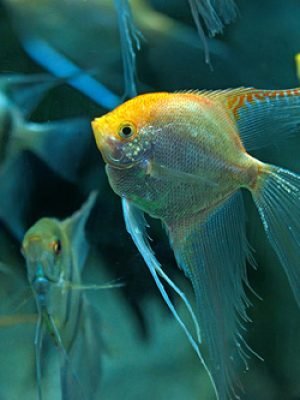 Acara Bandeira Gold Veú 3-4cm