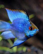 Ramirezi Eletric Blue Balão 2-4cm