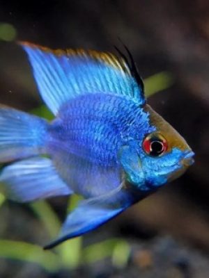 Ramirezi Eletric Blue Balão 2-4cm