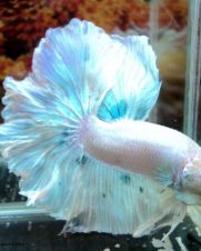 Betta Macho Dragon Branco 4-6cm