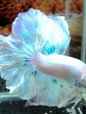 Betta Macho Dragon Branco 4-6cm