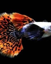 Lebiste Dumbo Casal 2-4cm